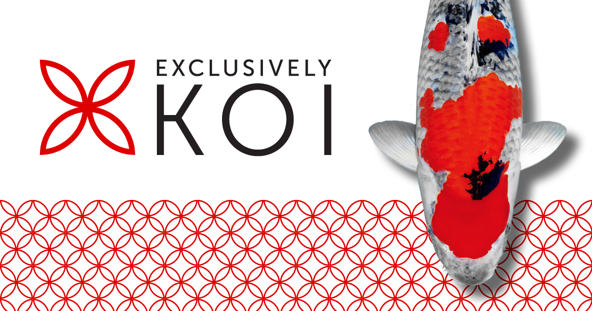 Gin Rin Kohaku EXK-K2444 | Exclusively Koi