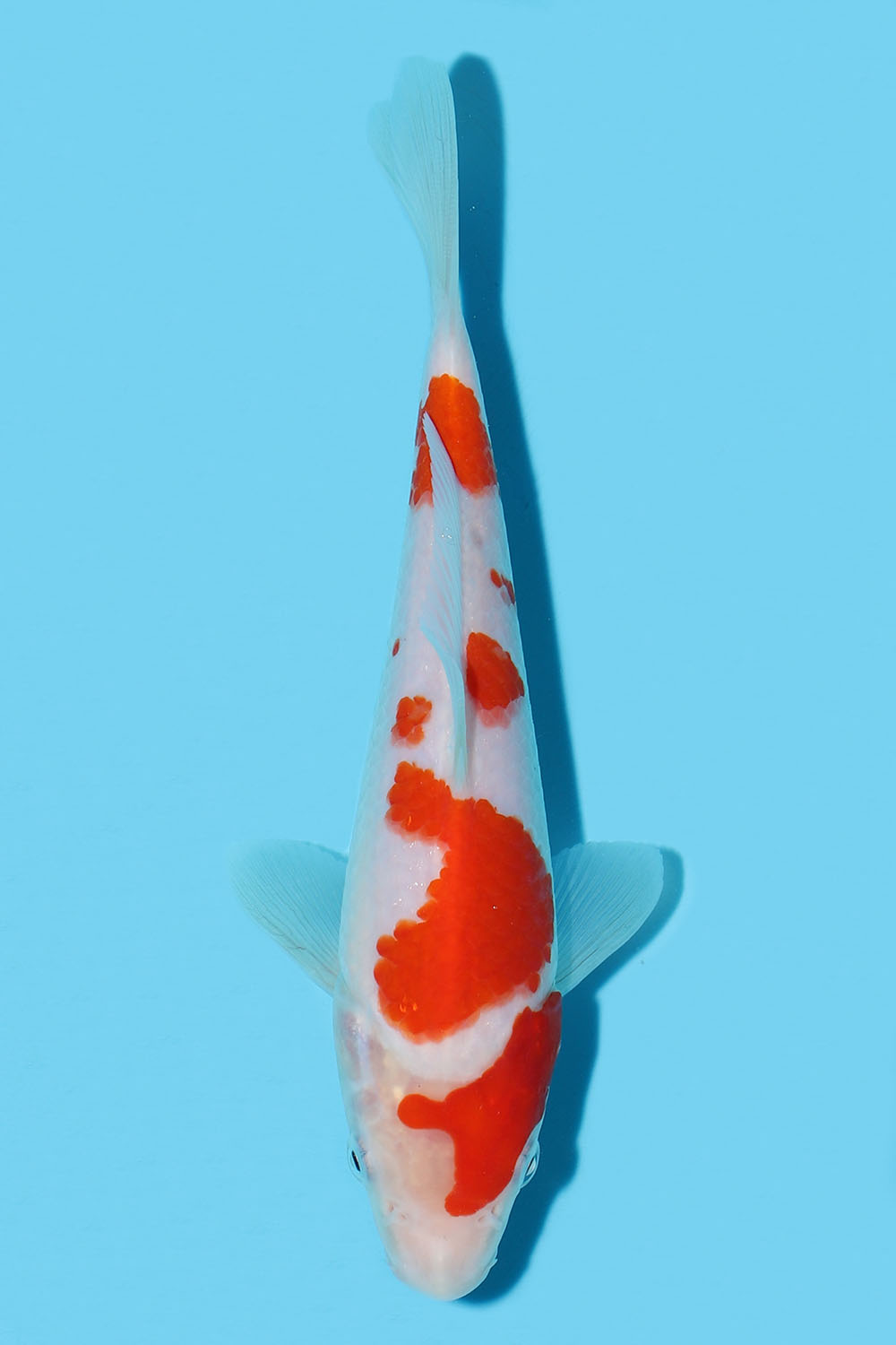 Kohaku