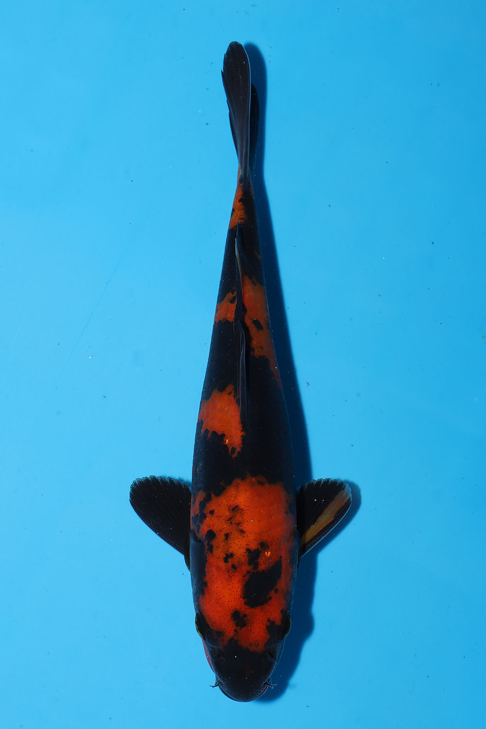 Hi Utsuri