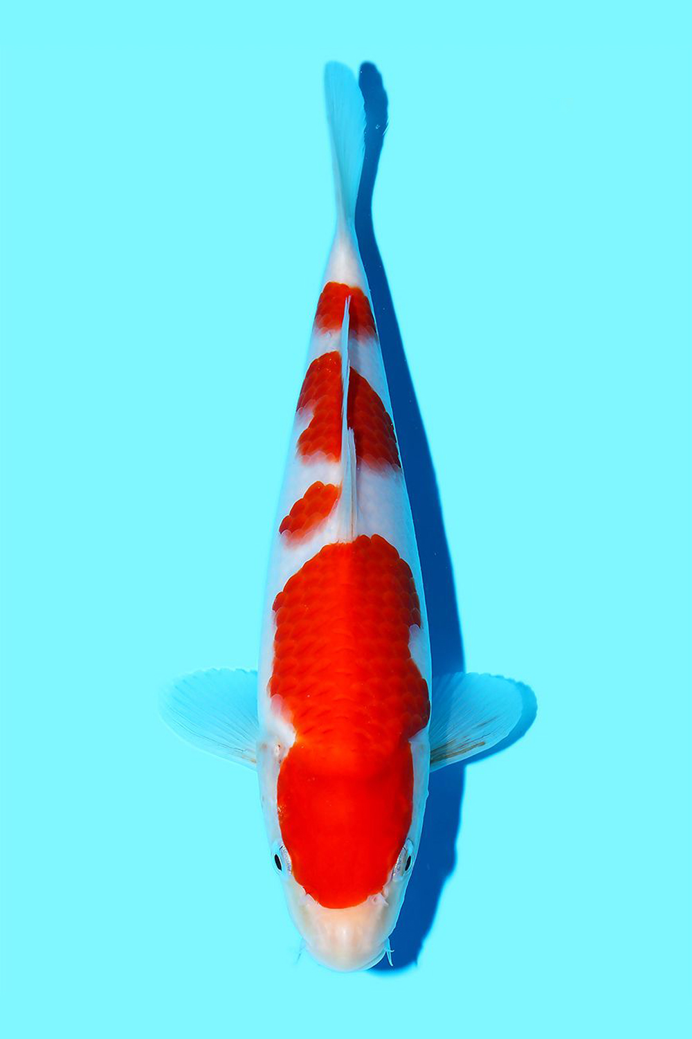 Kohaku