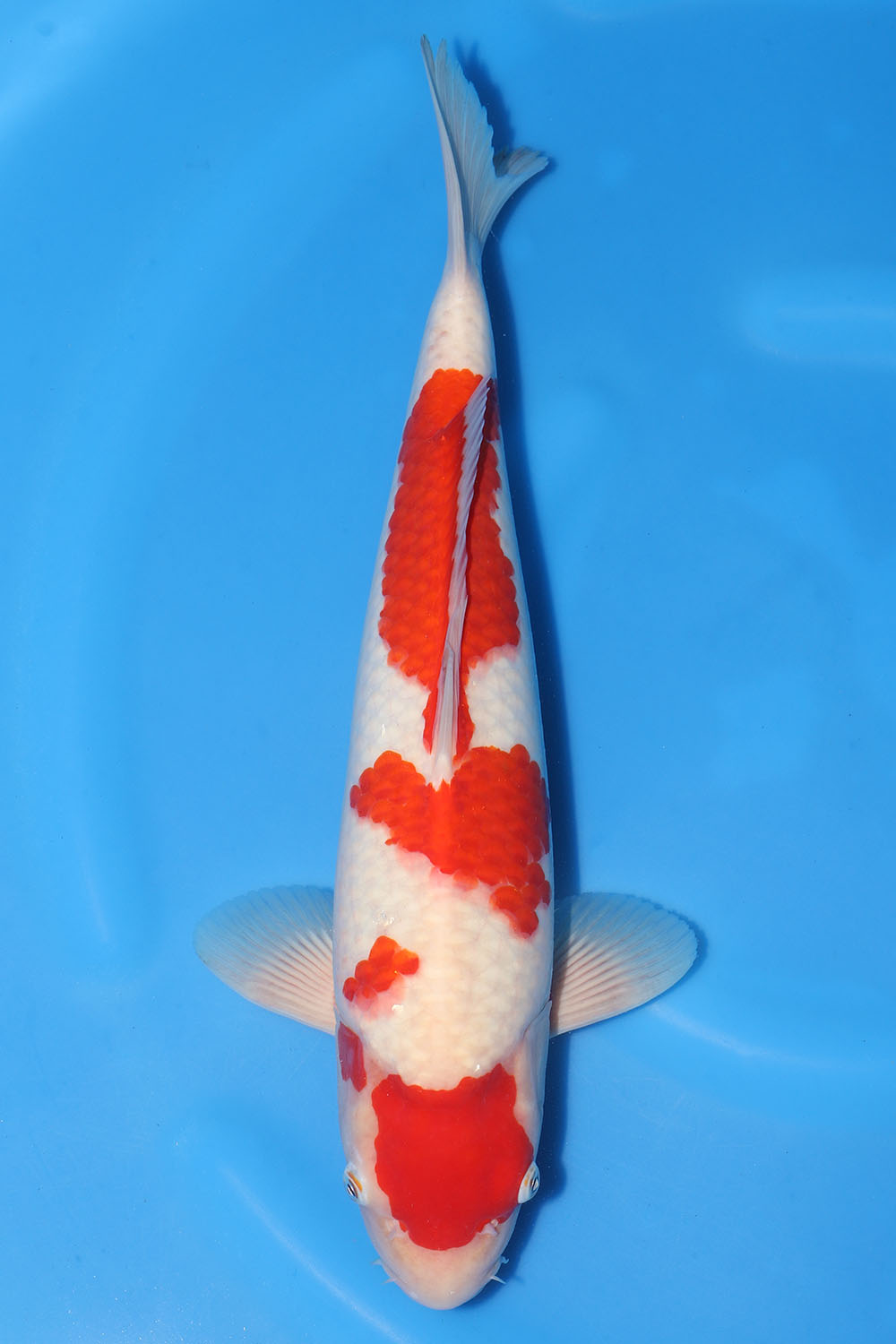 Kohaku