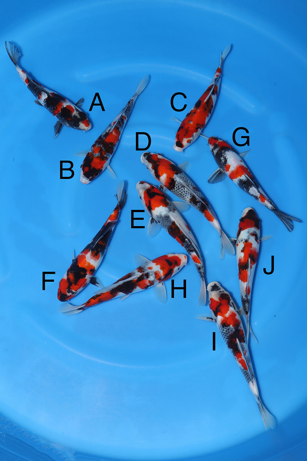 Maruyama Showa Bowl 1