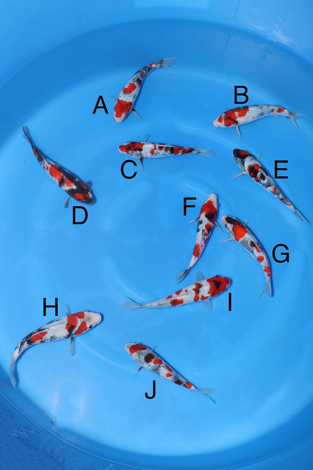 Maruyama Showa Bowl 2