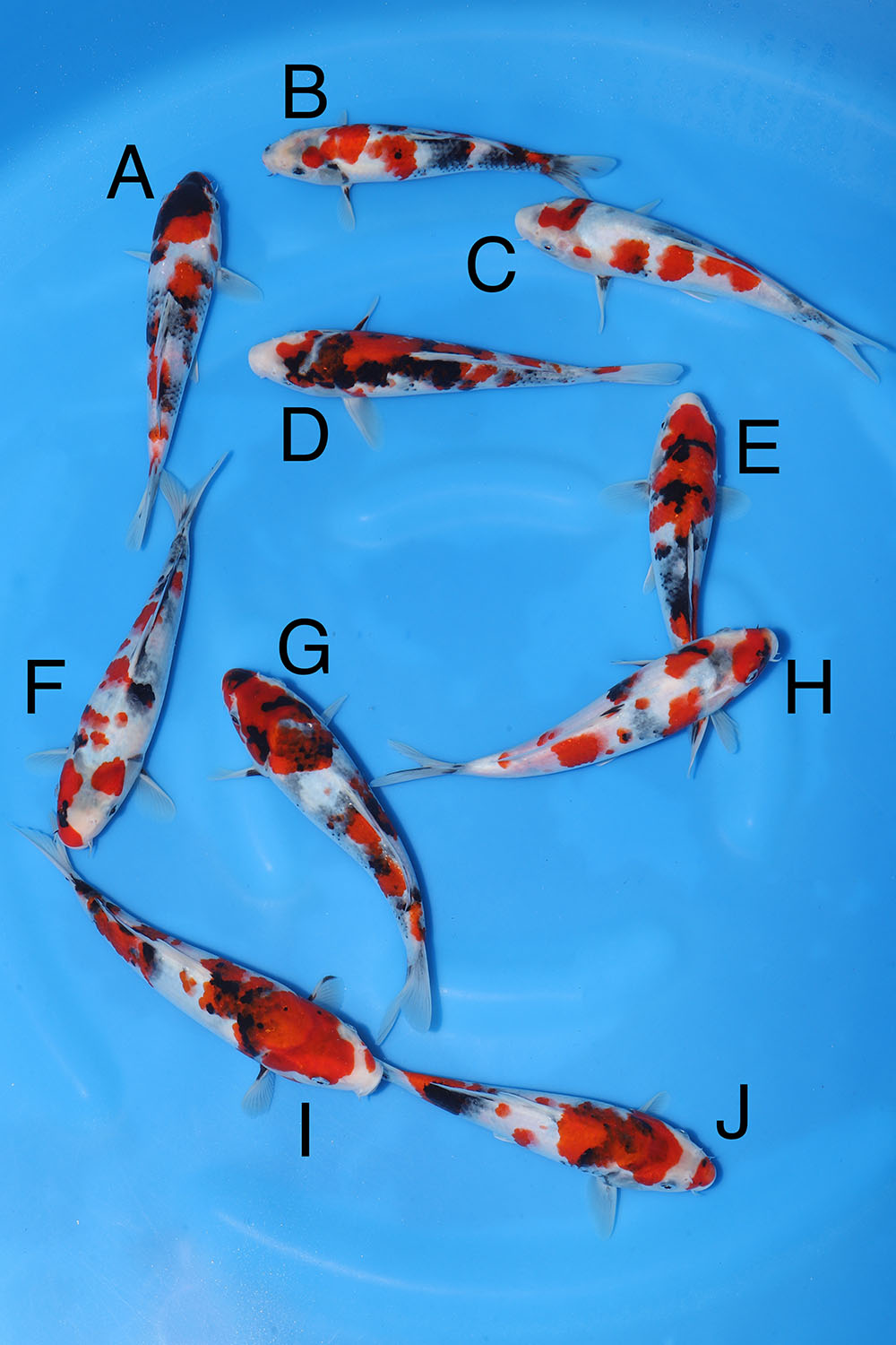 Maruyama Showa Bowl 3