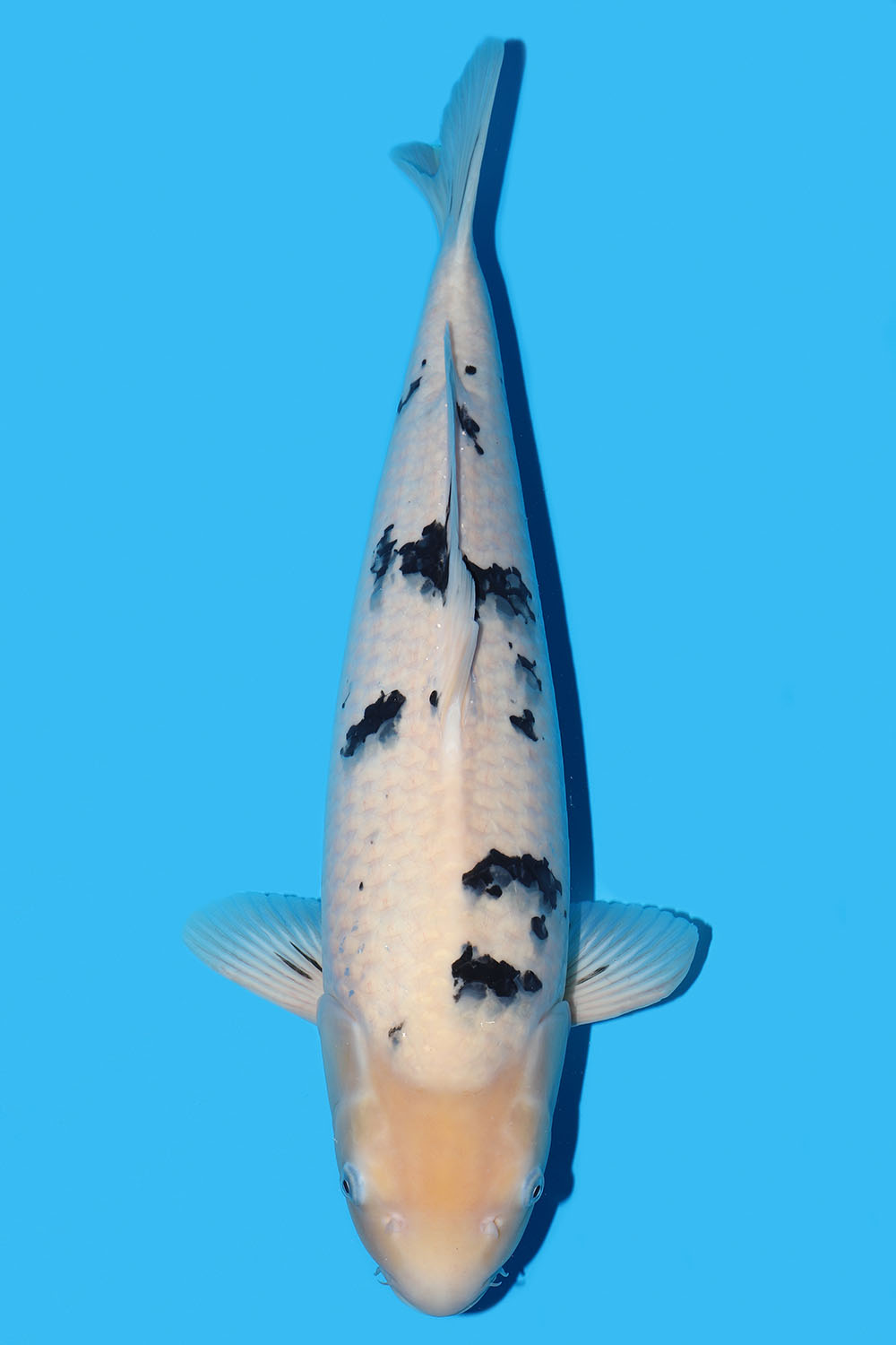 Bekko