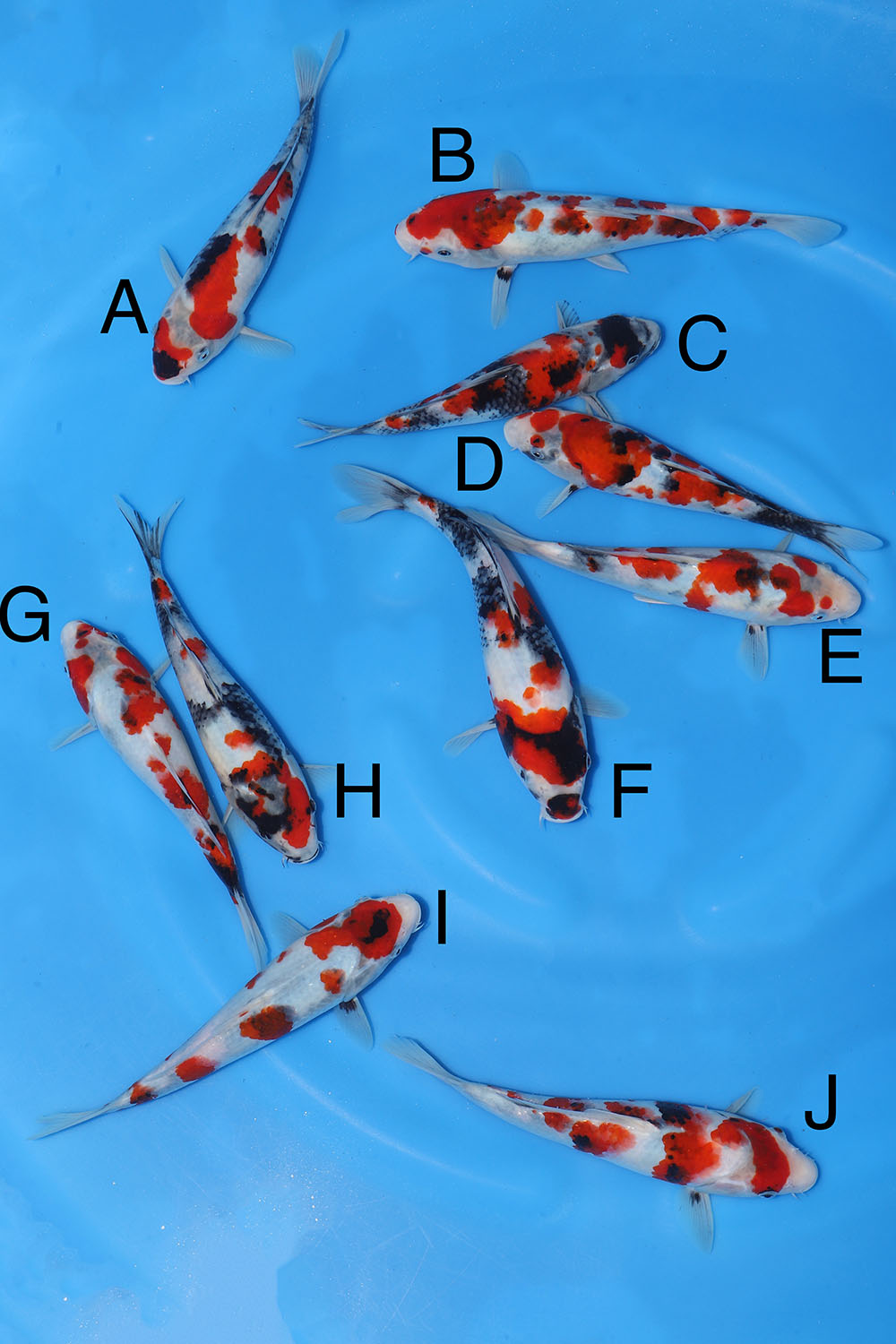 Maruyama Showa Bowl 4