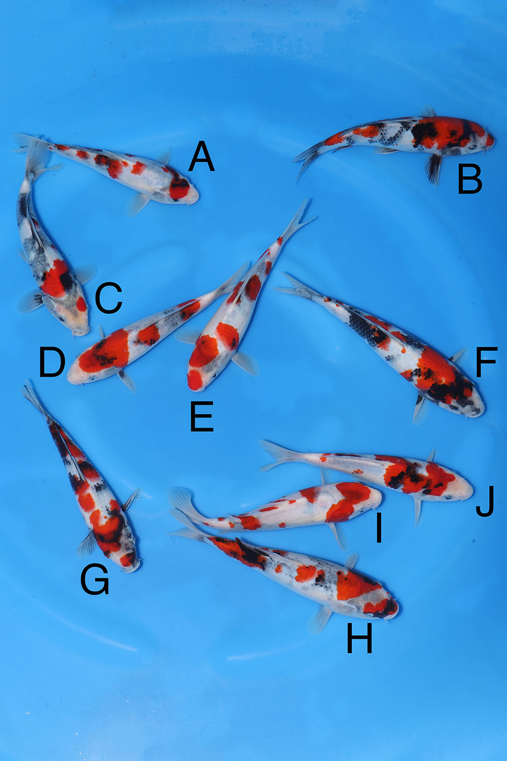 Maruyama Showa Bowl 5