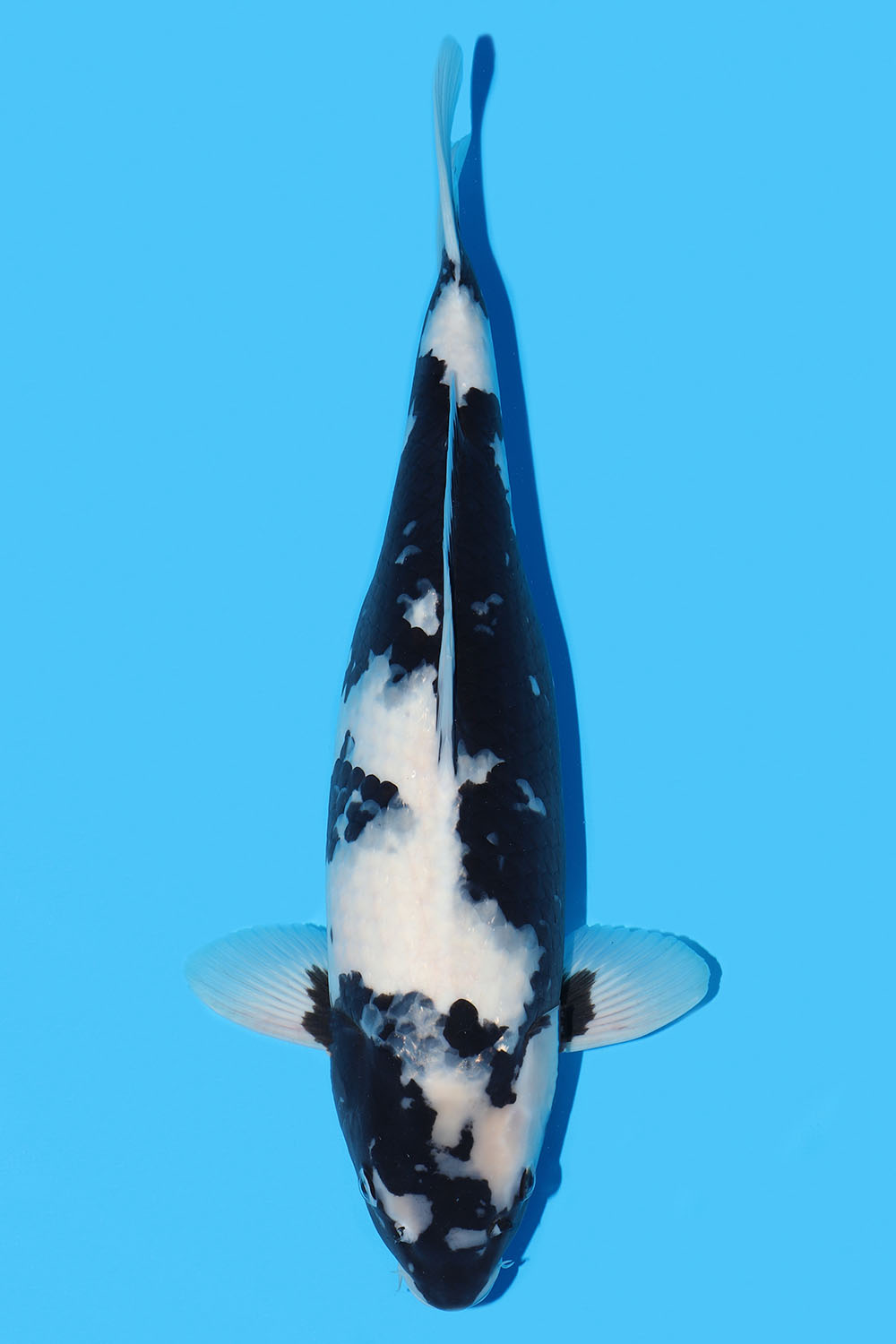 Shiro Utsuri