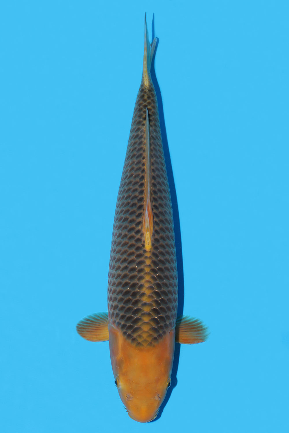 Golden Corn
