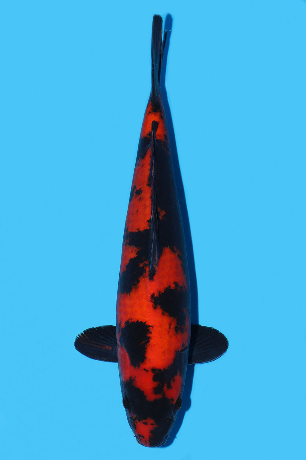 Hi Utsuri