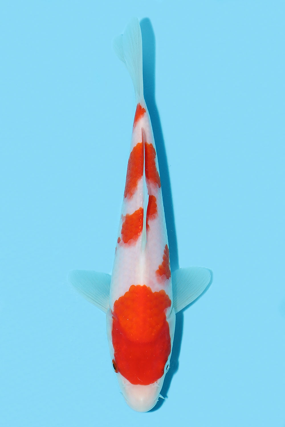 Kohaku