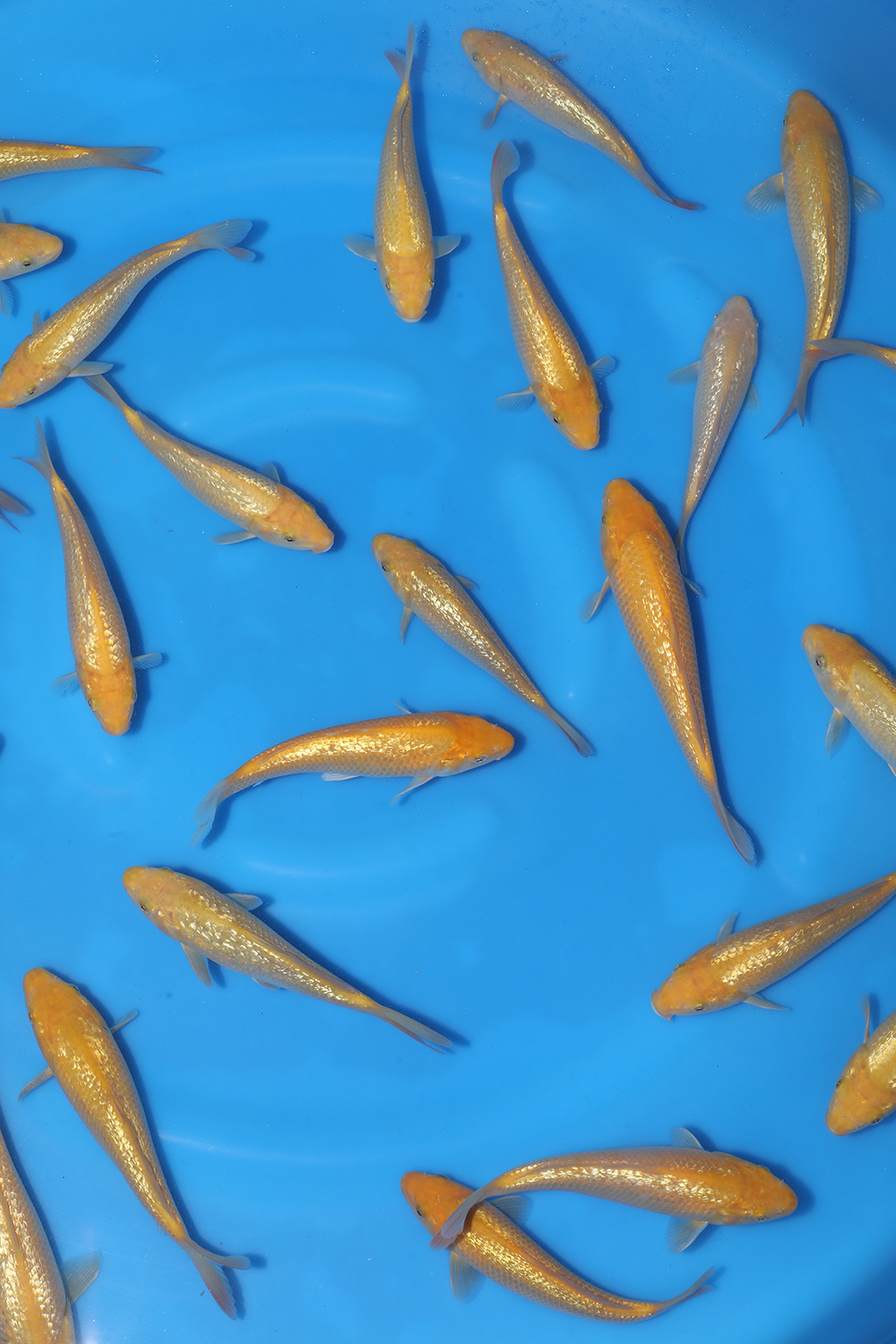 Gin Rin Yellow Monkey