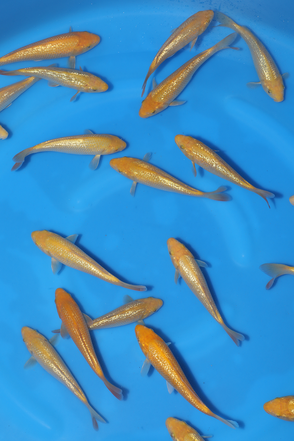 Gin Rin Yellow Monkey