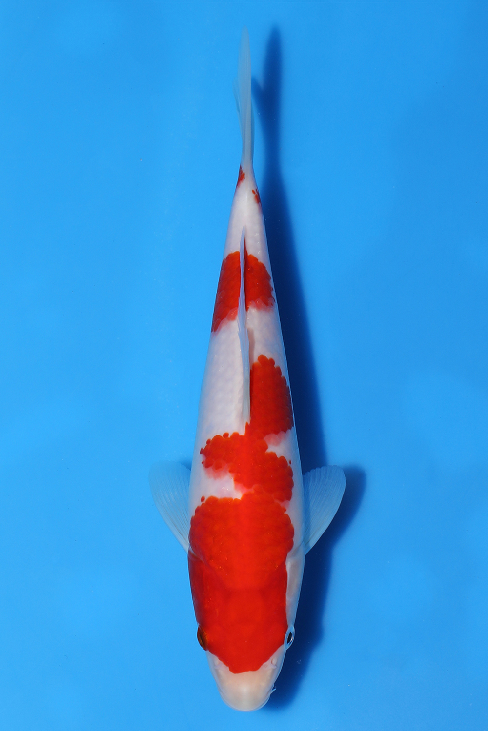 Kohaku
