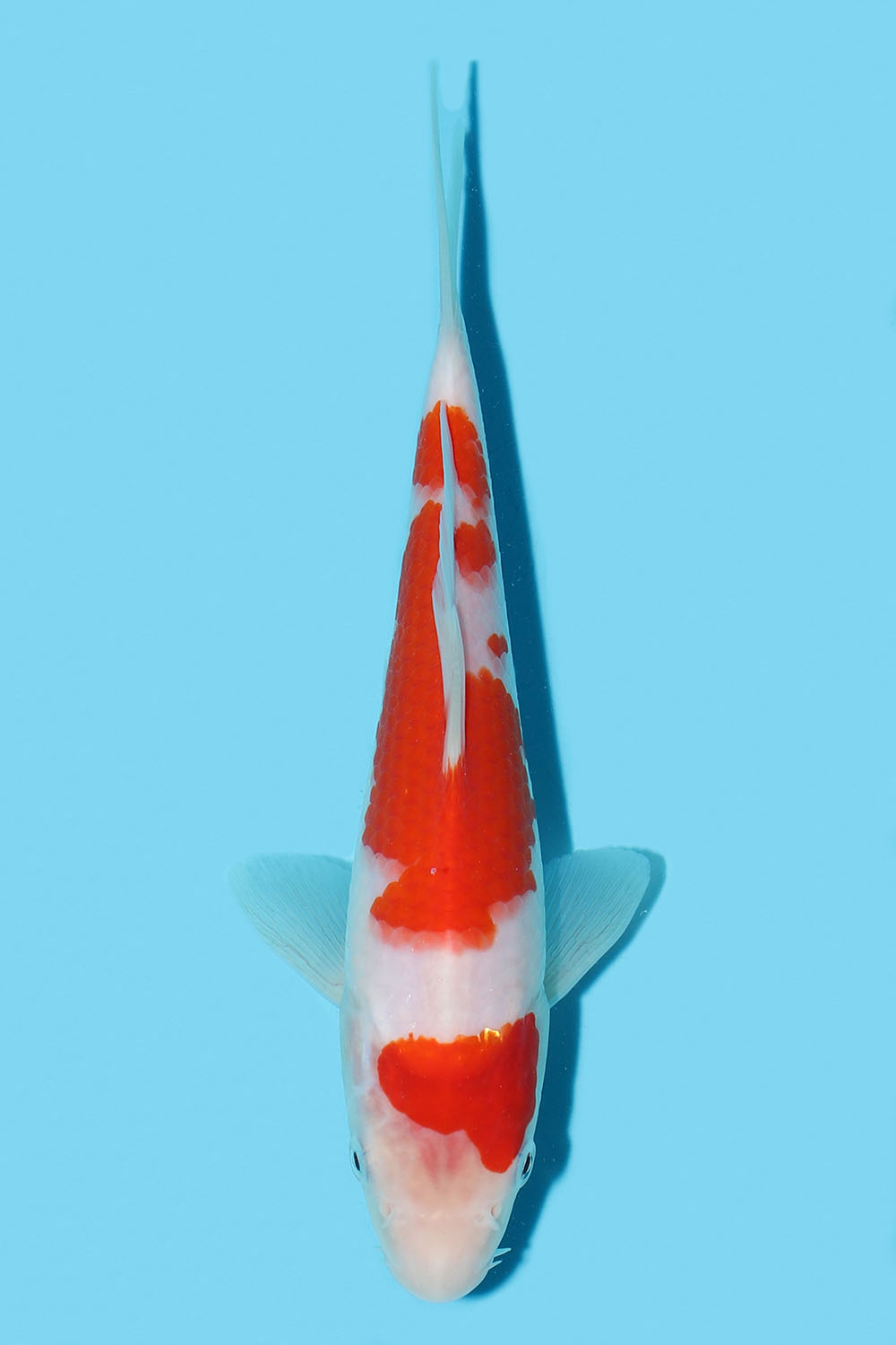 Kohaku
