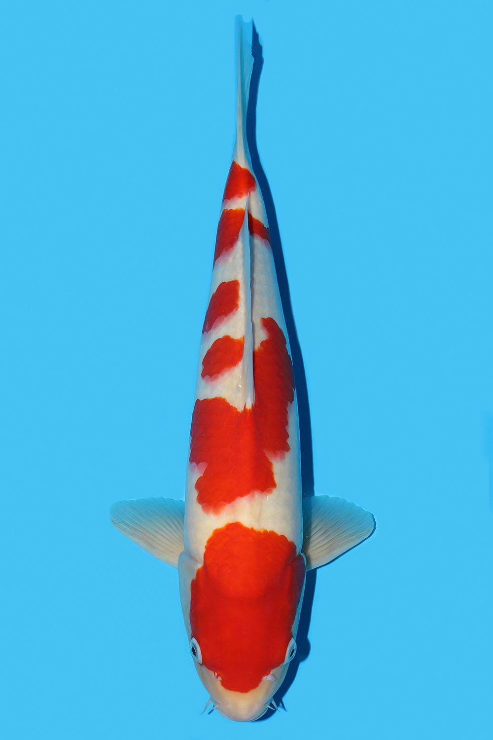Kohaku