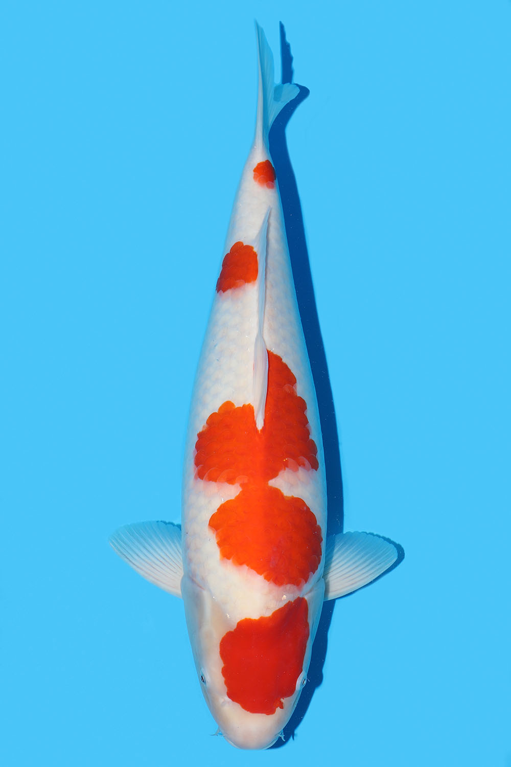 Kohaku