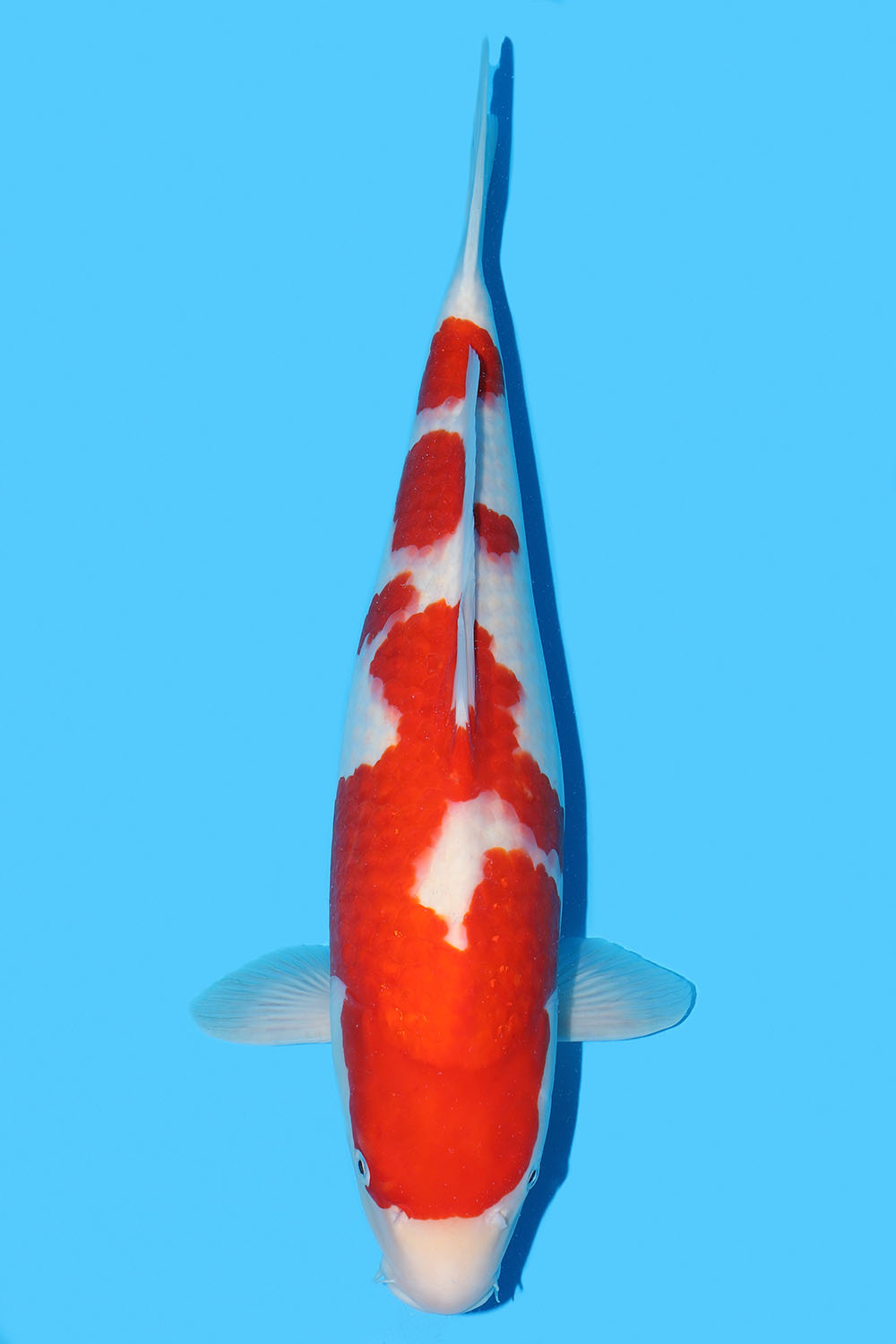 Kohaku