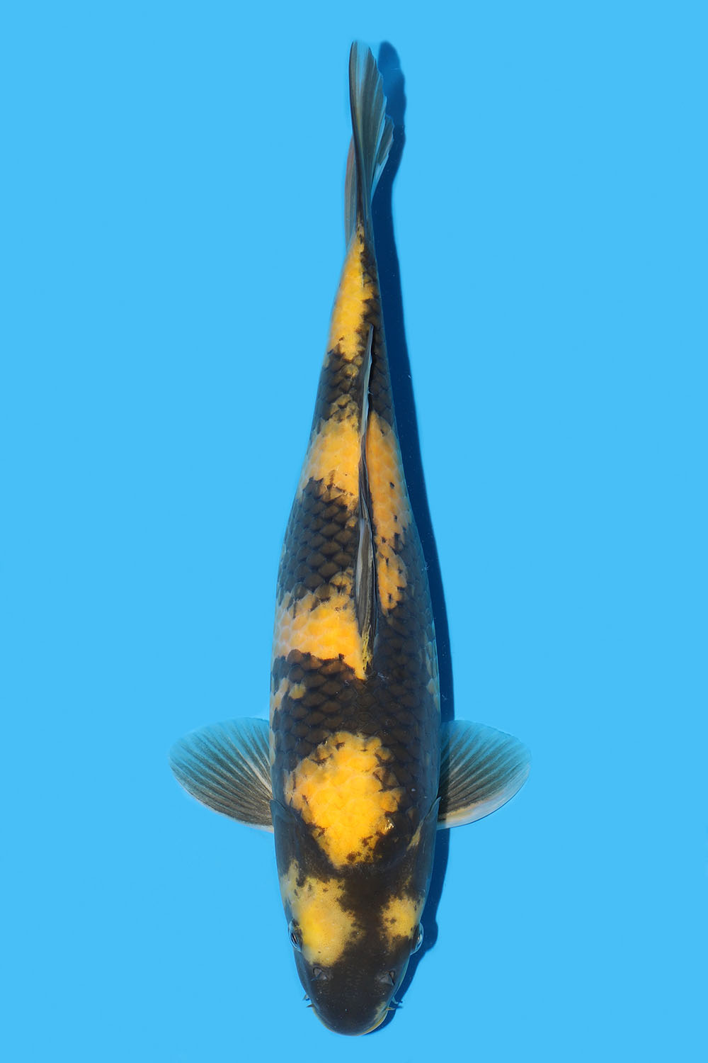 Ki Utsuri