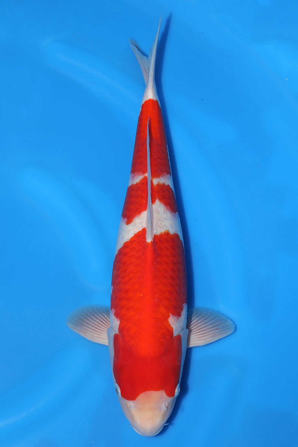 Kohaku