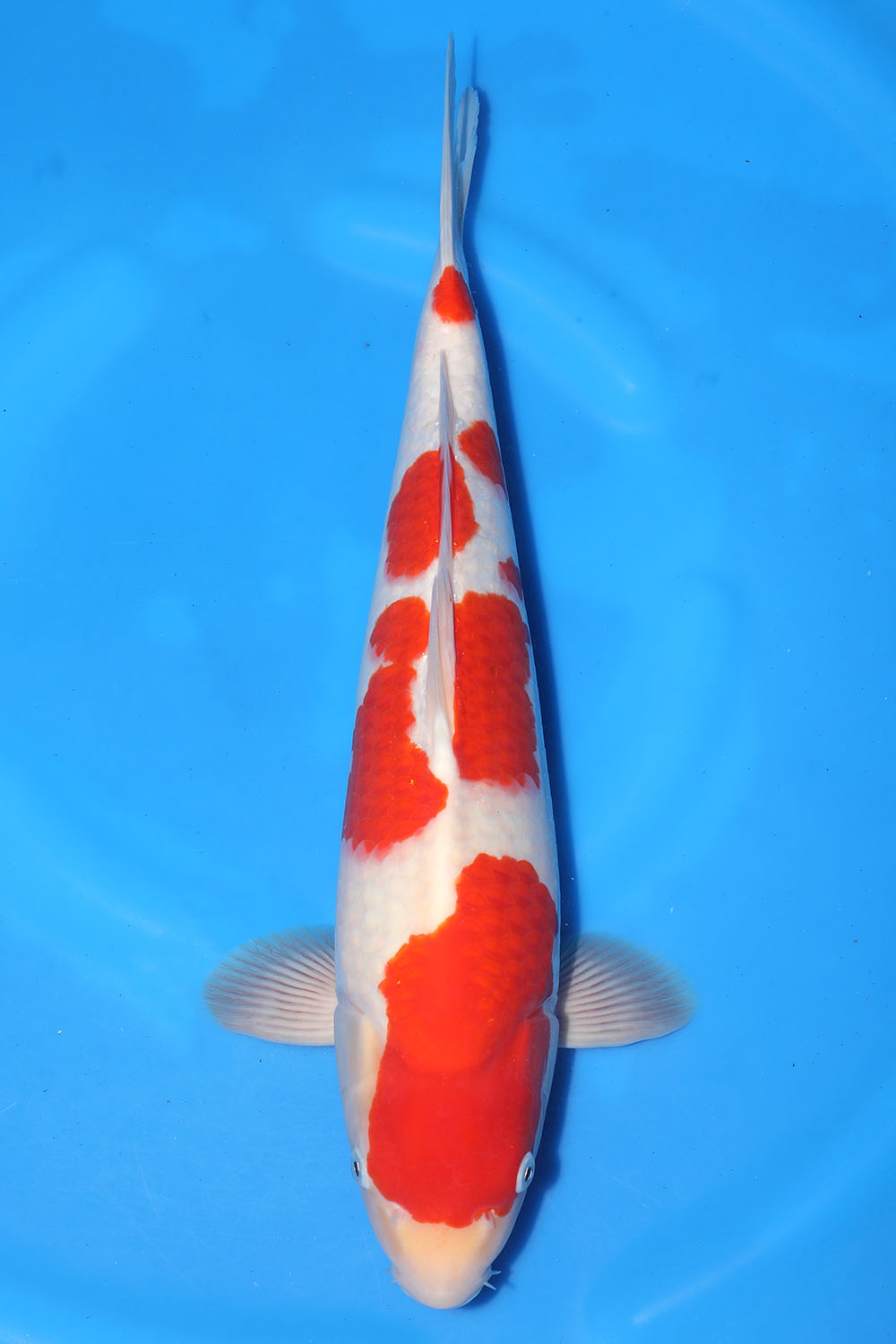 Kohaku