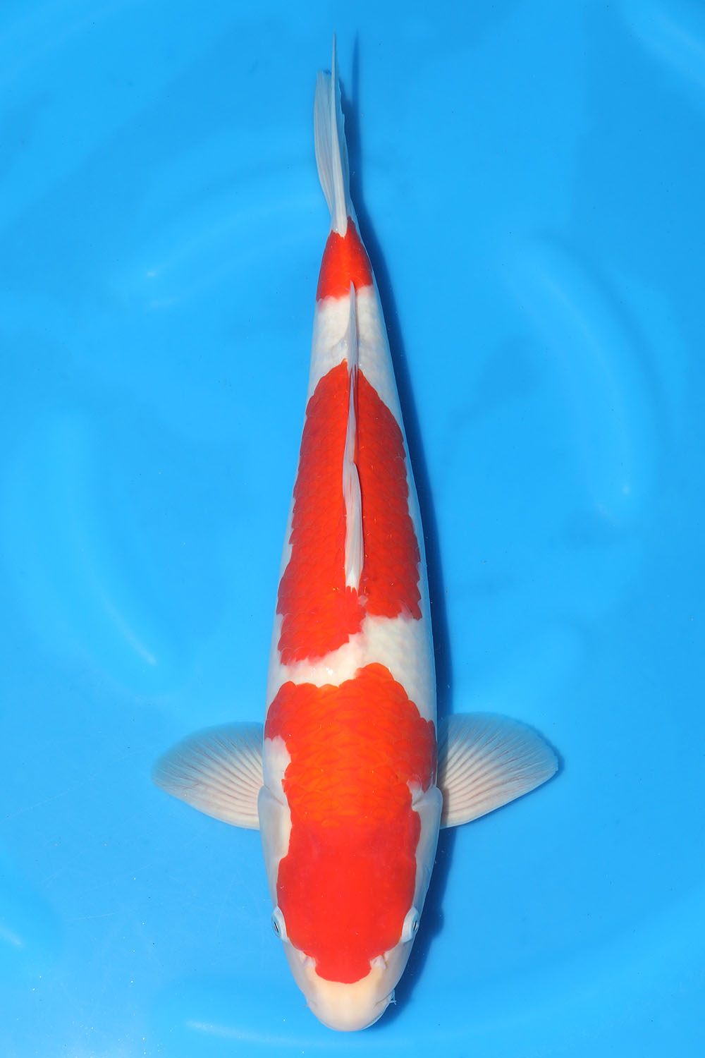 Kohaku
