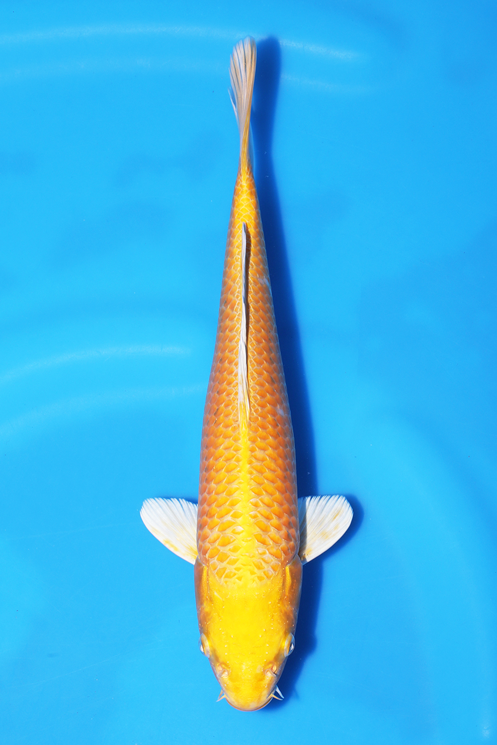 Yamabuki Ogon 