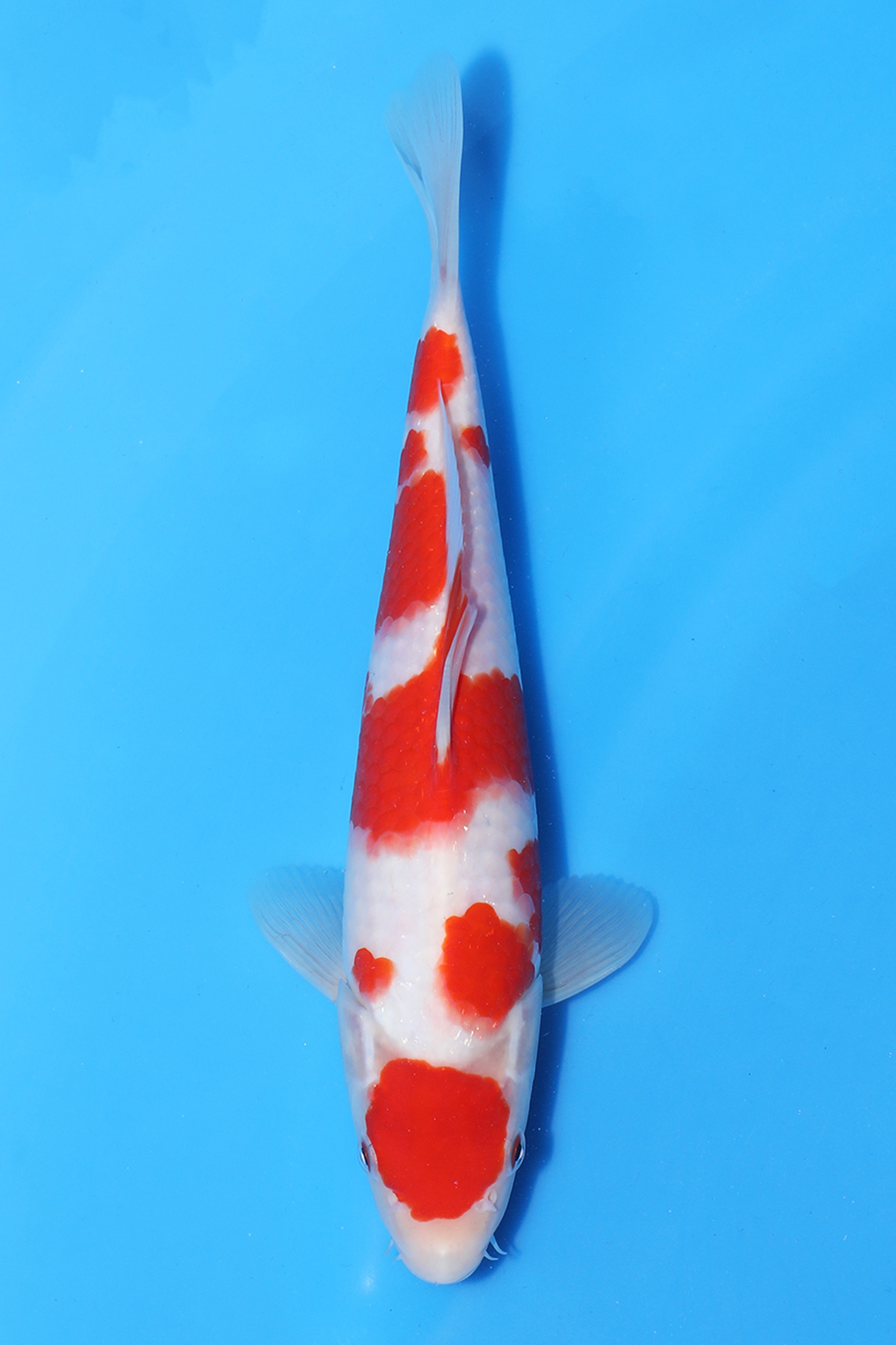 Kohaku