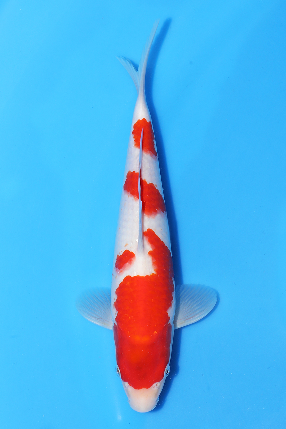 Kohaku