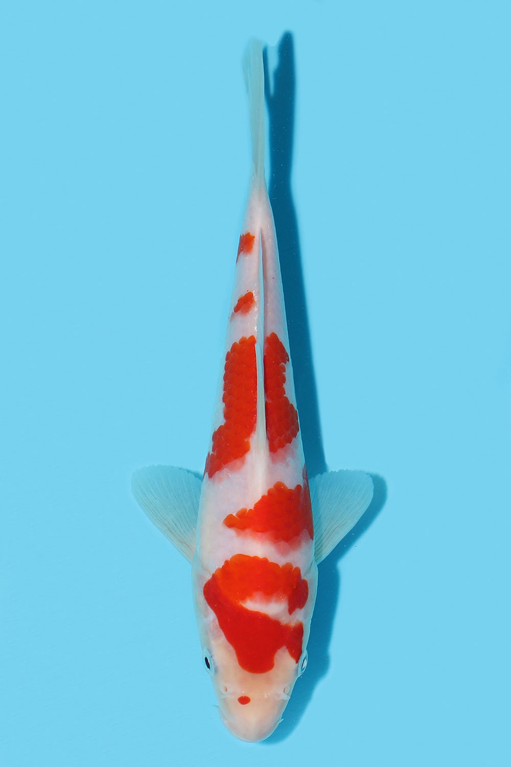 Kohaku