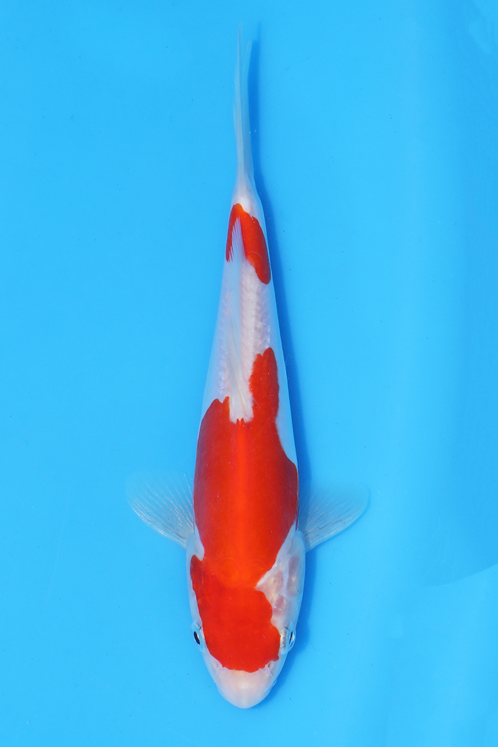 Doitsu Kohaku