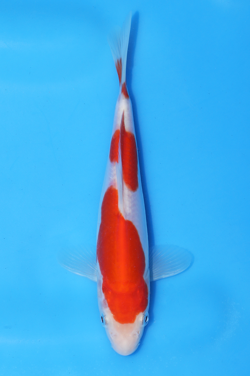 Doitsu Kohaku