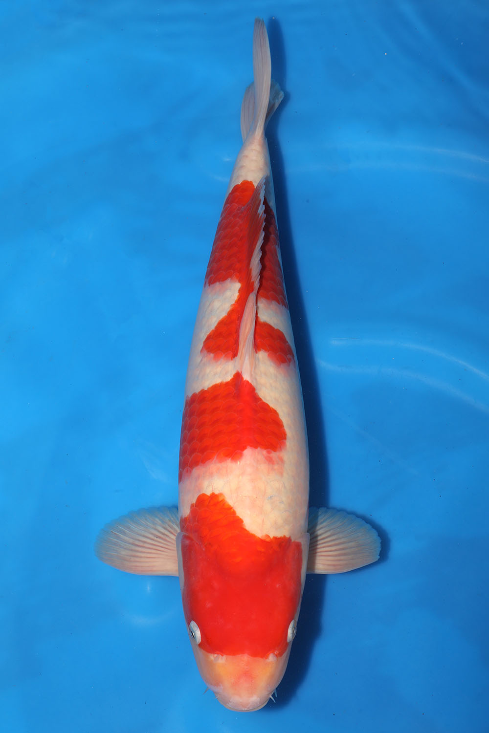 Kohaku