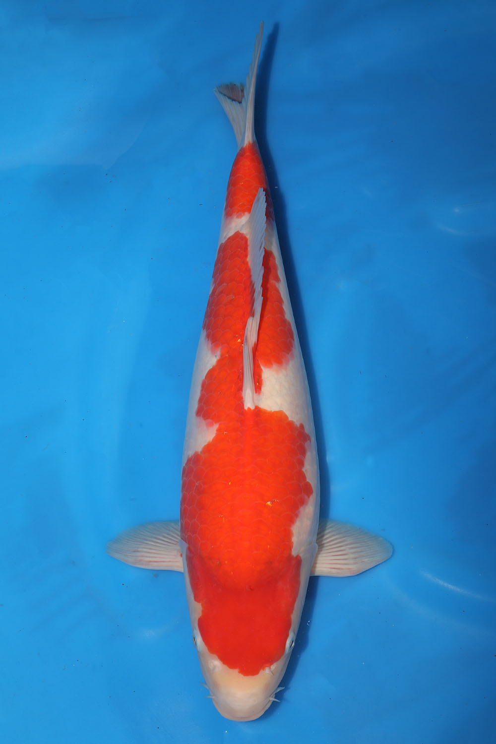 Kohaku