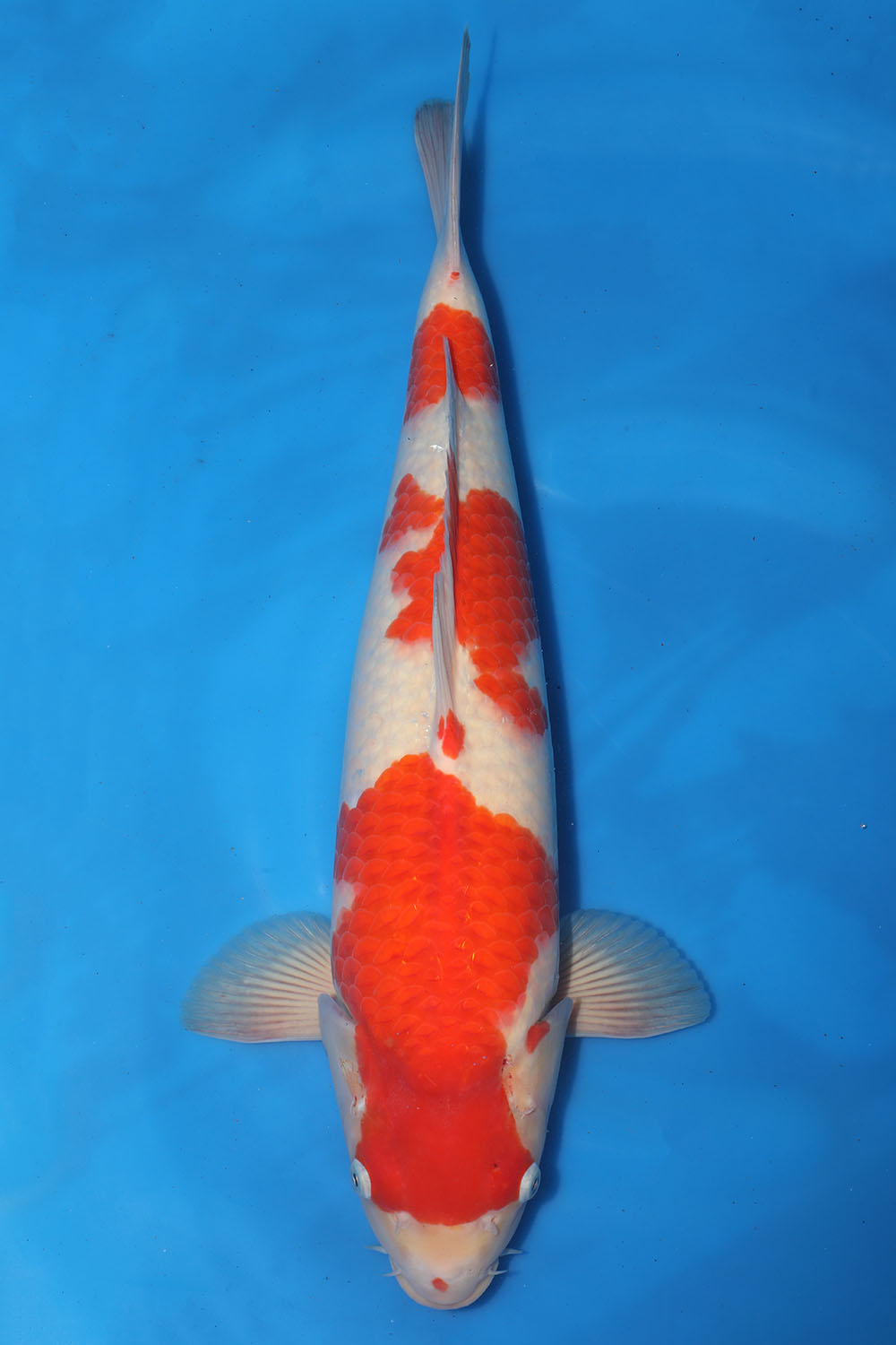 Kohaku
