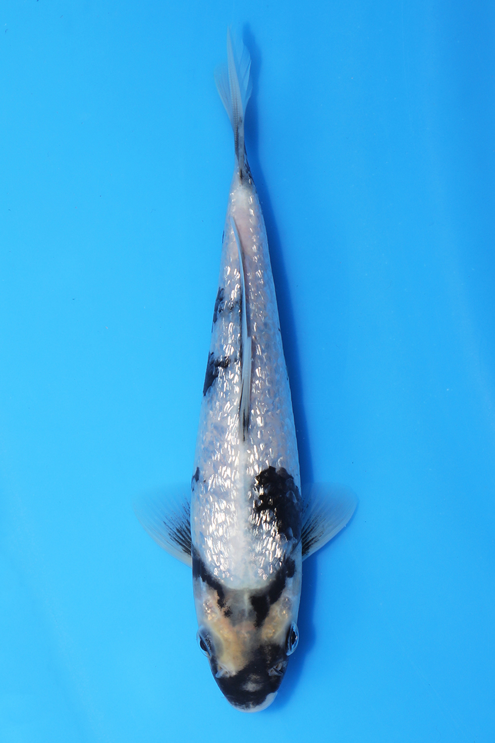 Gin Rin Shiro Utsuri