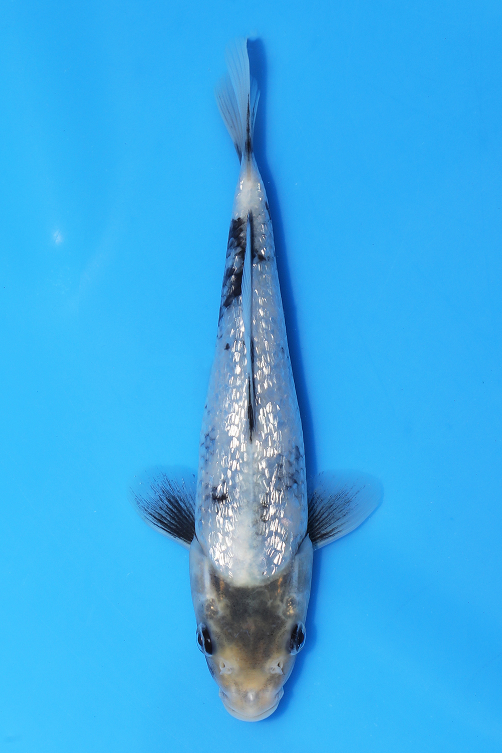 Gin Rin Shiro Utsuri