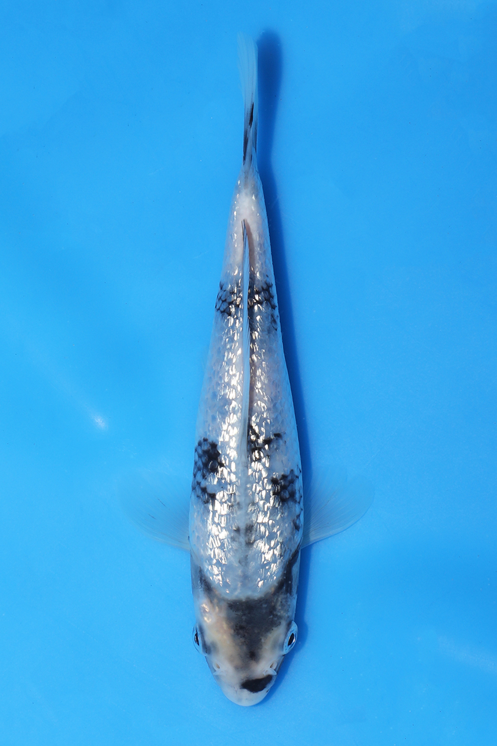 Gin Rin Shiro Utsuri