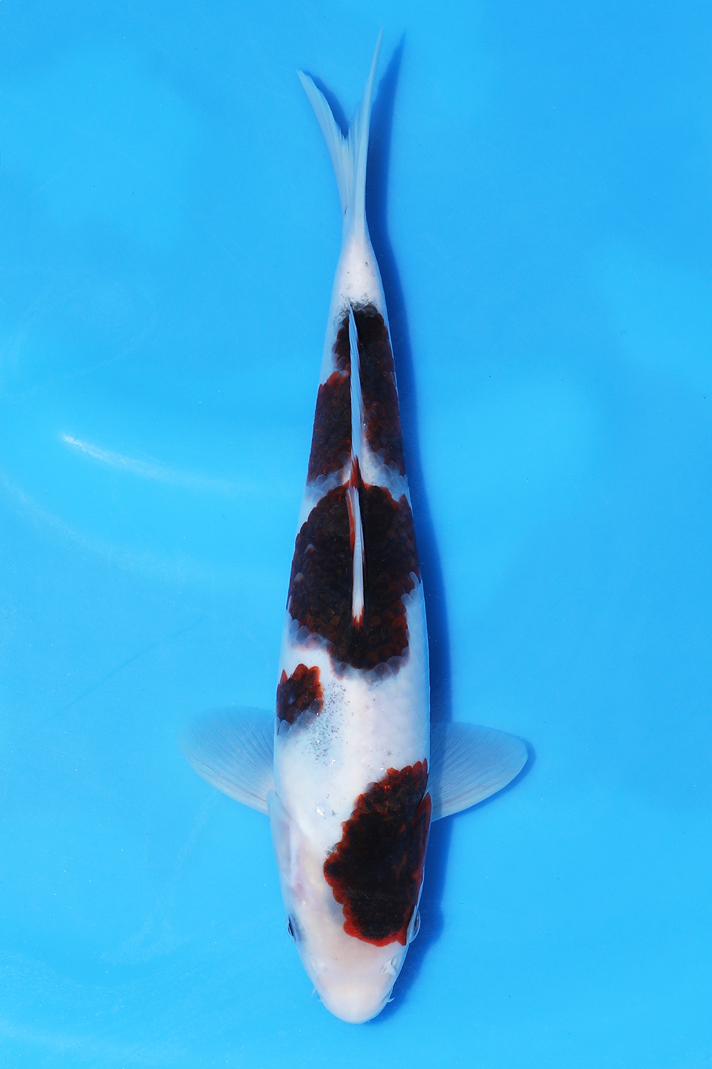 Budo Goromo