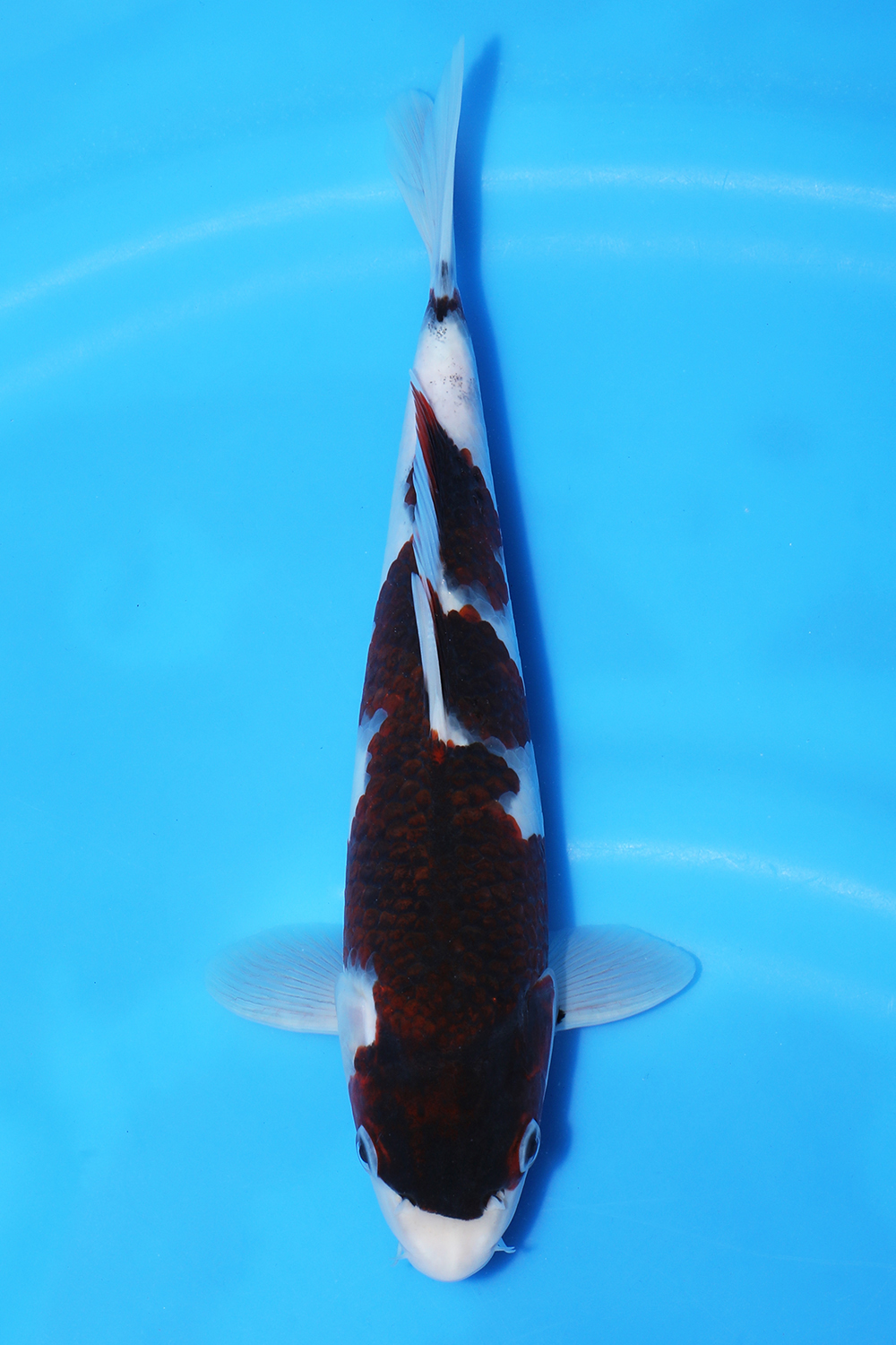 Budo Goromo
