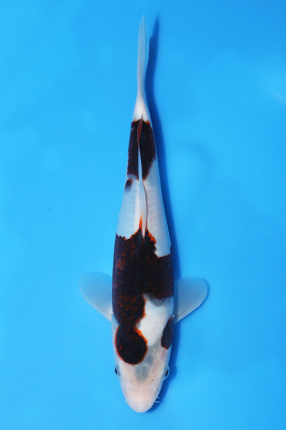Budo Goromo