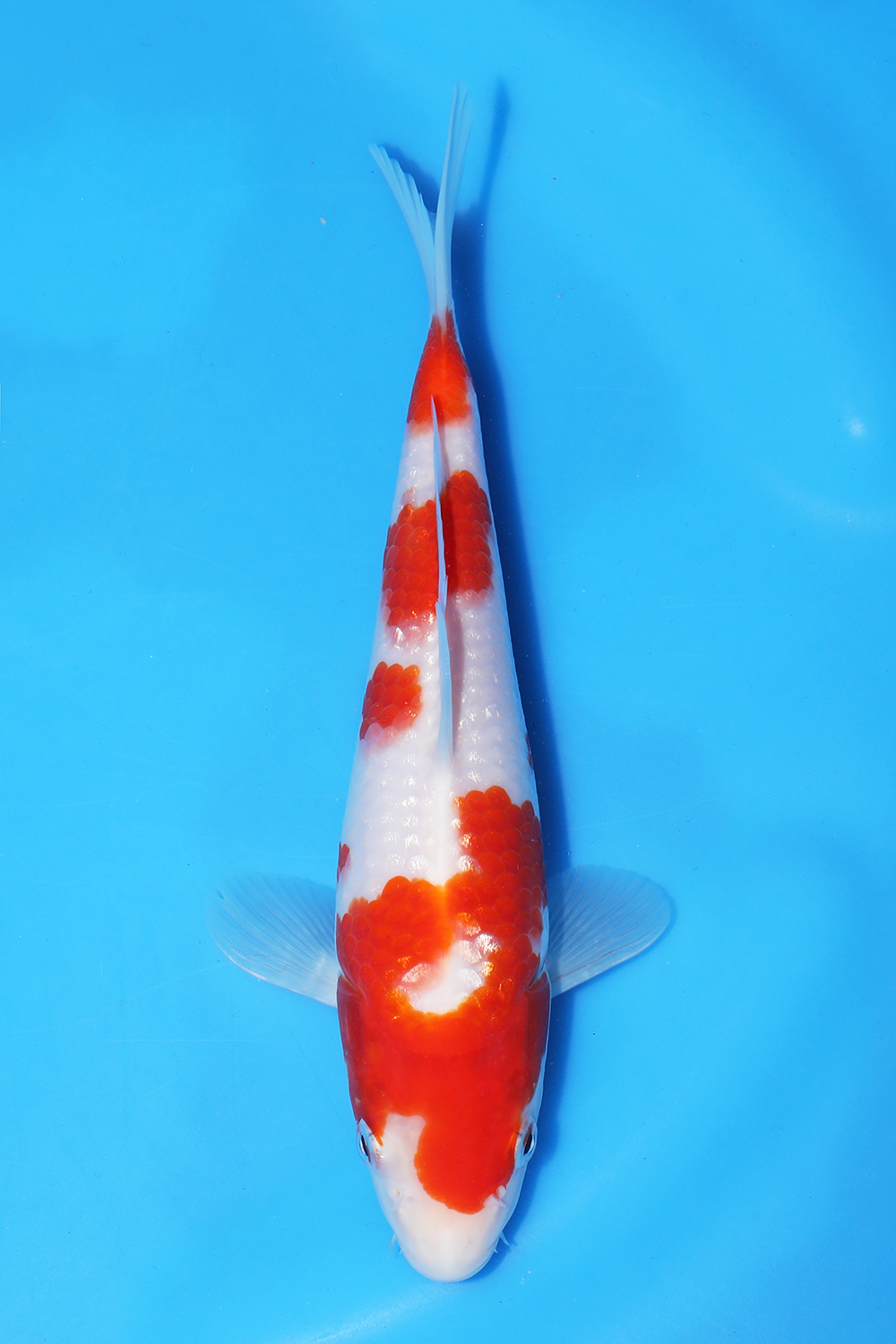 Kohaku