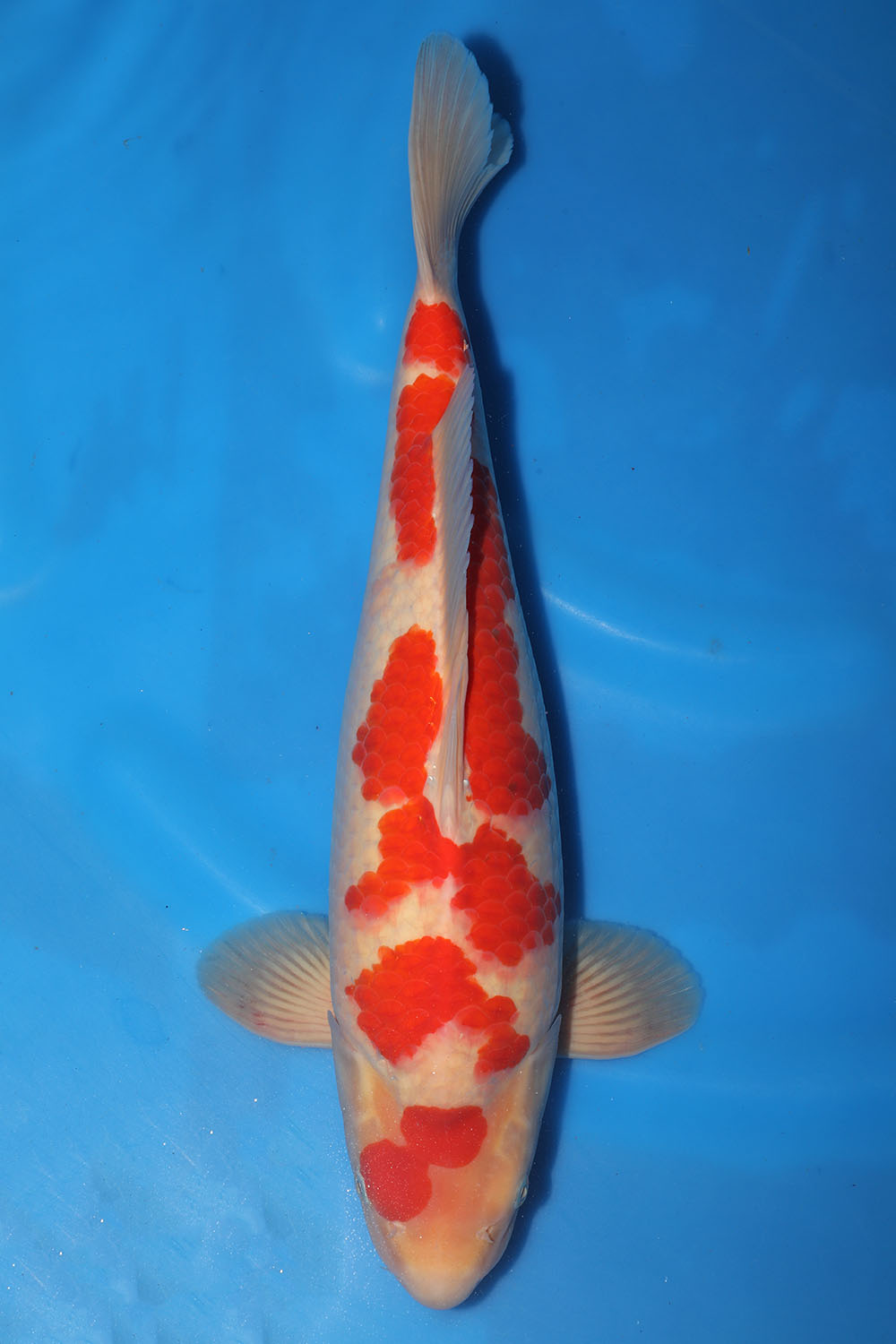 Kohaku