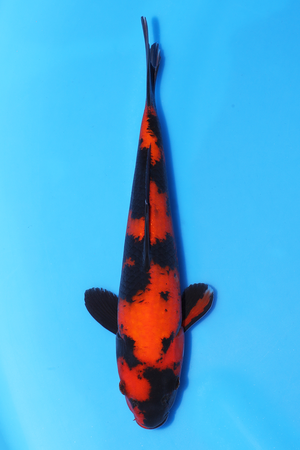 Hi Utsuri