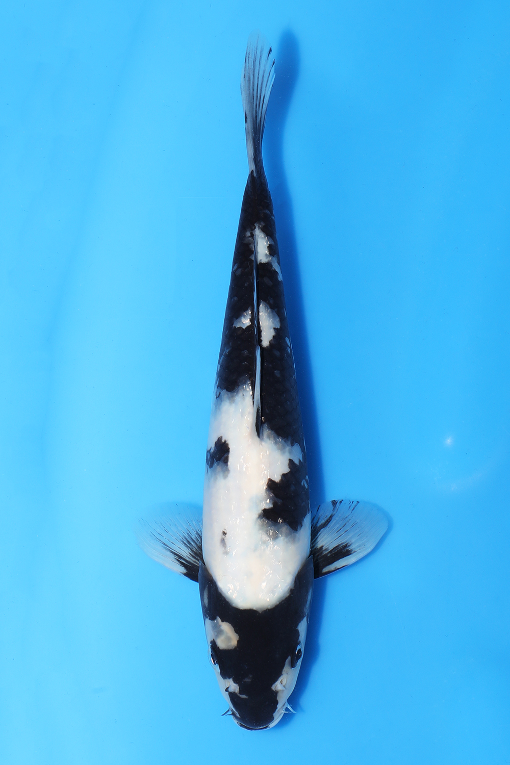 Shiro Utsuri