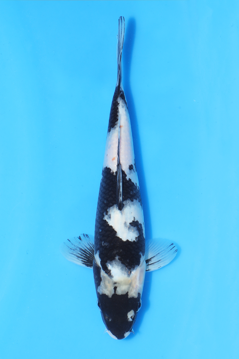 Shiro Utsuri