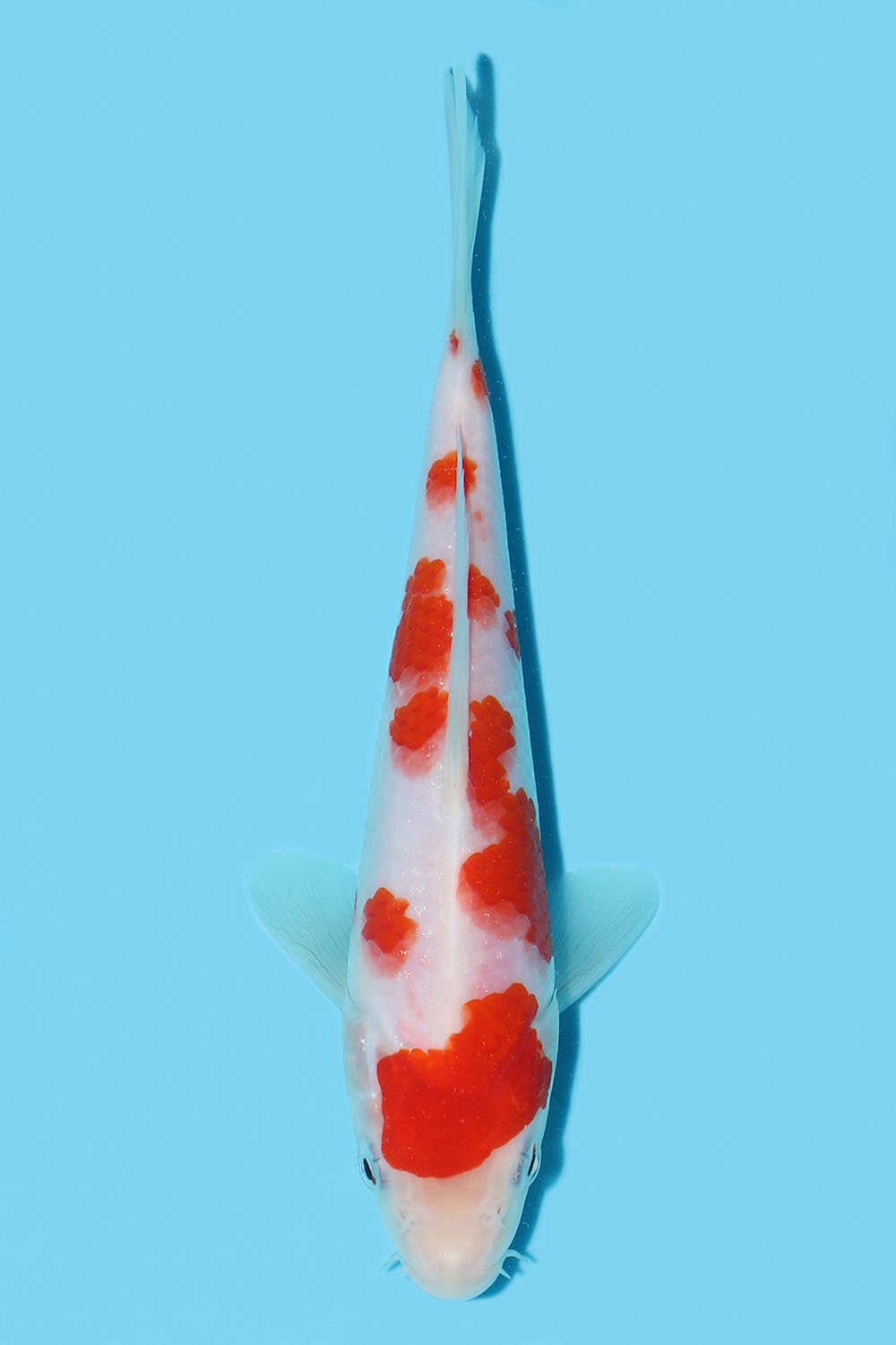 Kohaku