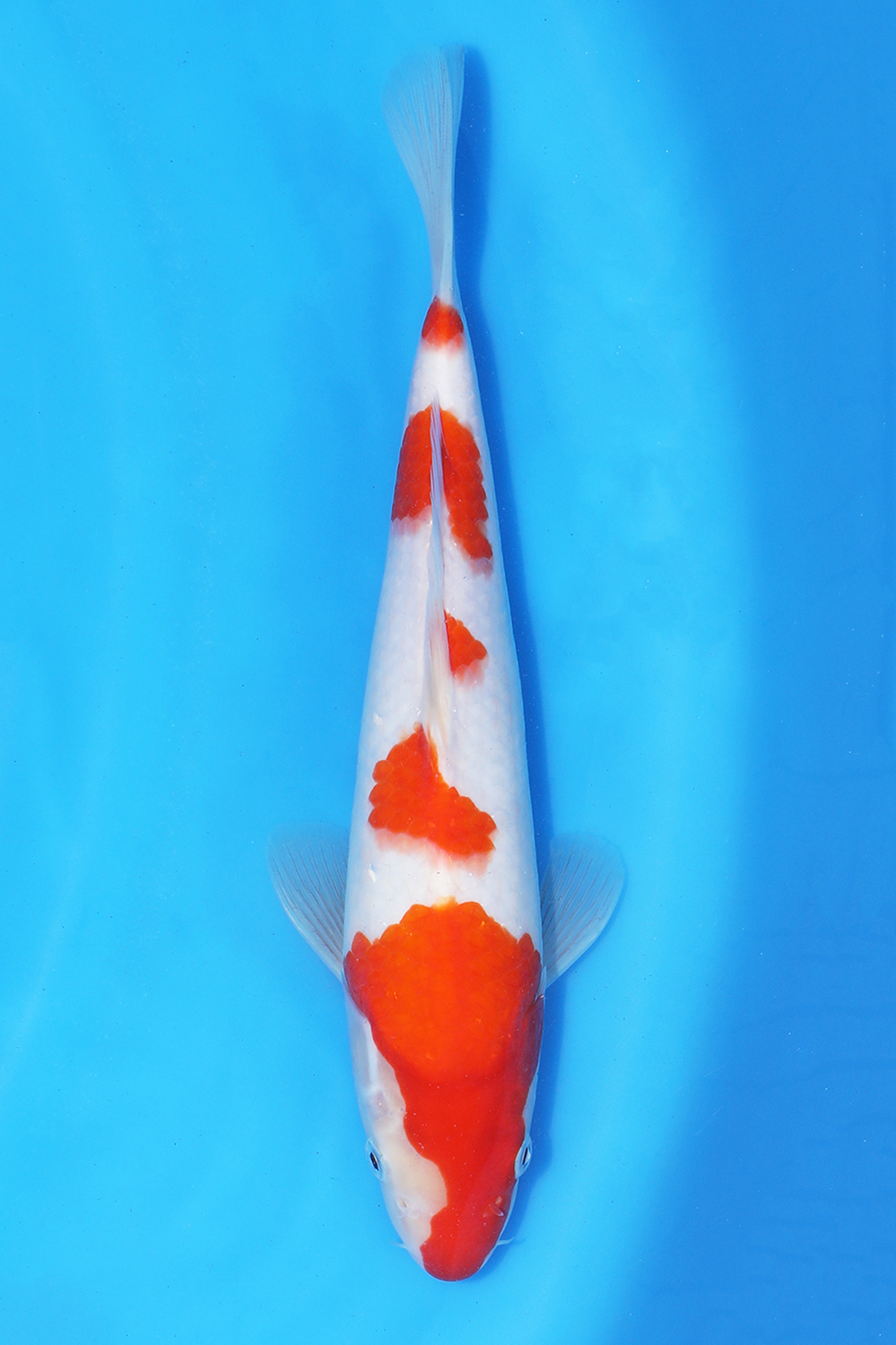 Kohaku