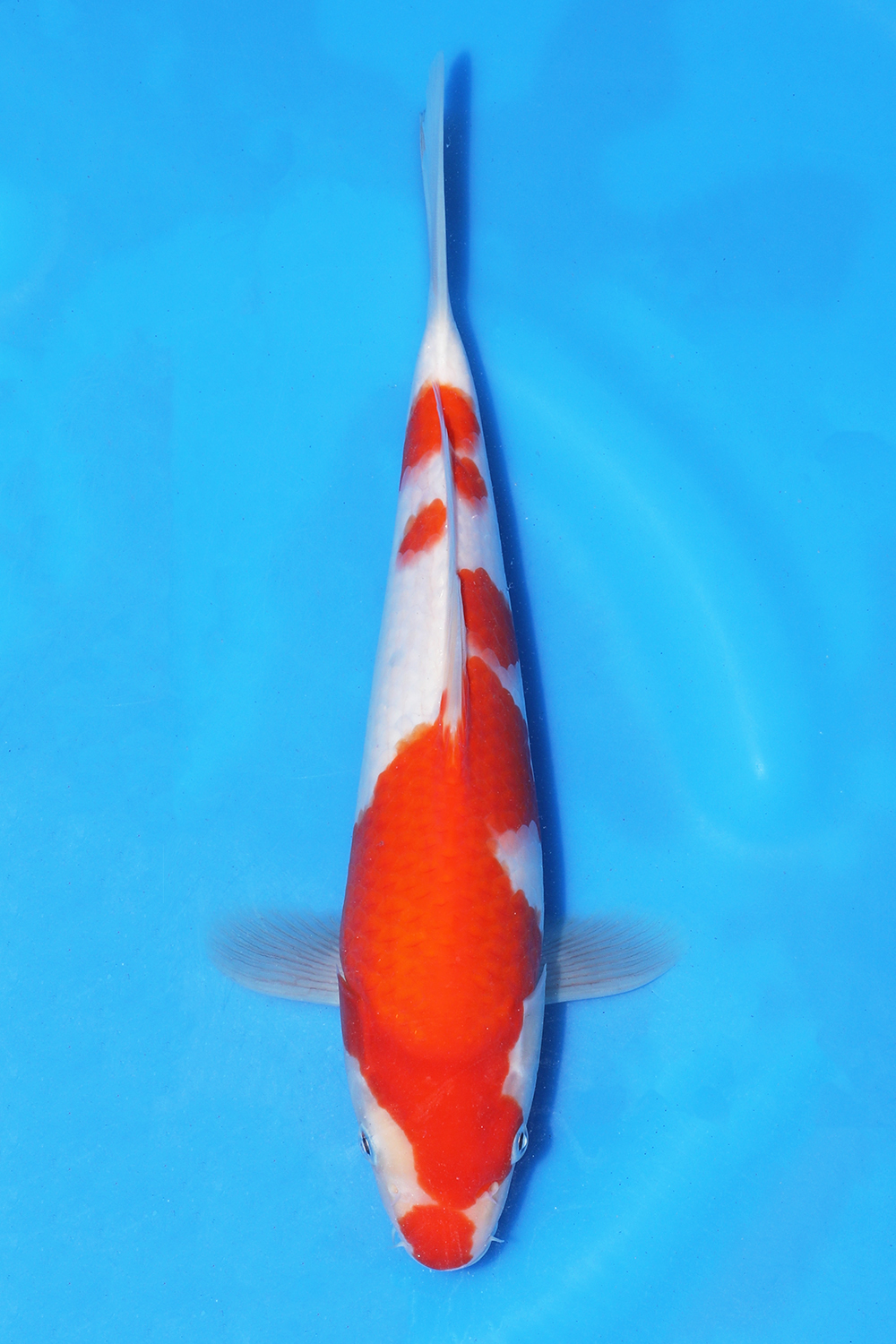 Kohaku