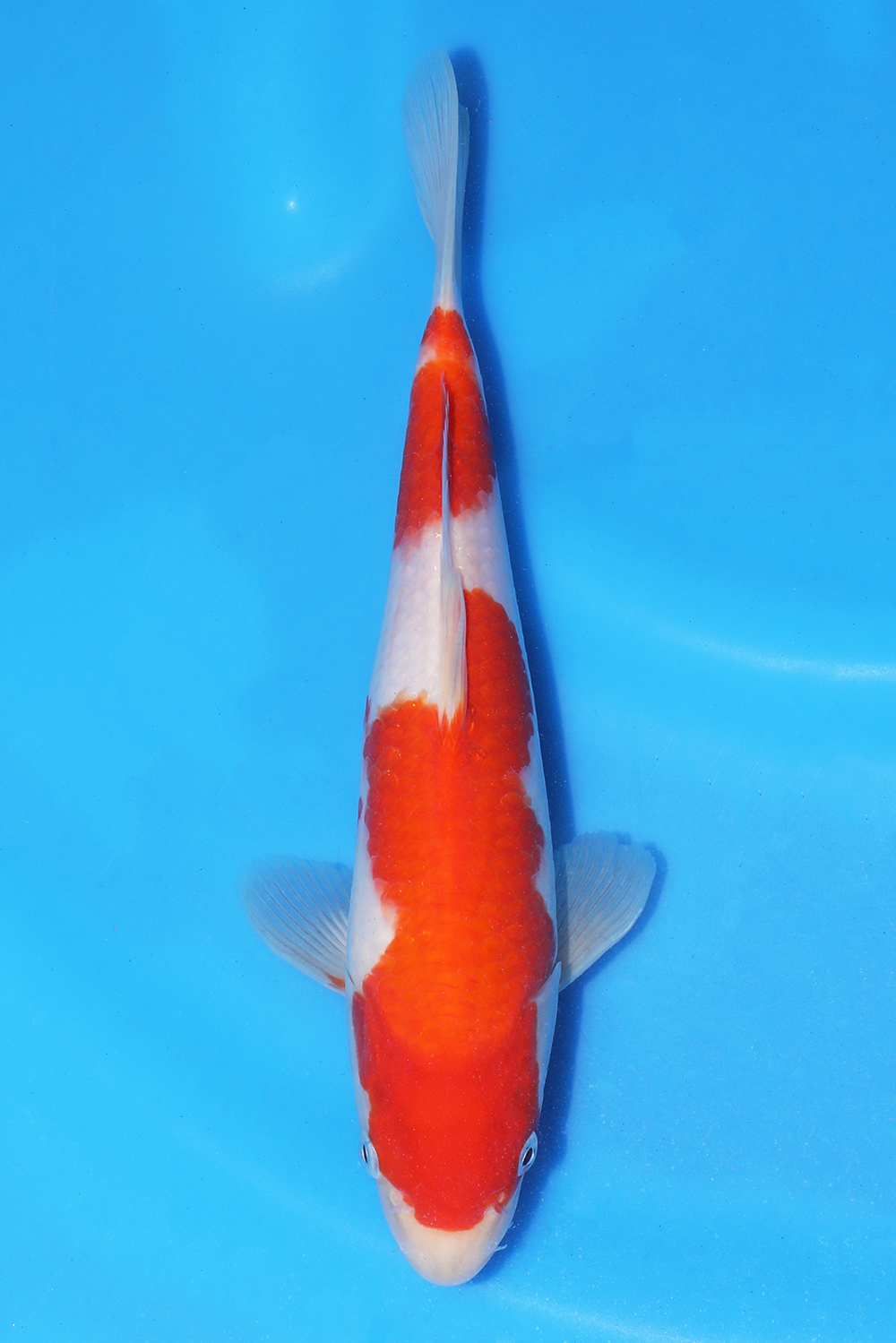Kohaku